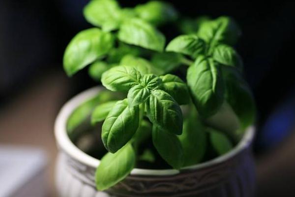 羅勒怎么種 羅勒種植方法與注意事項(xiàng)