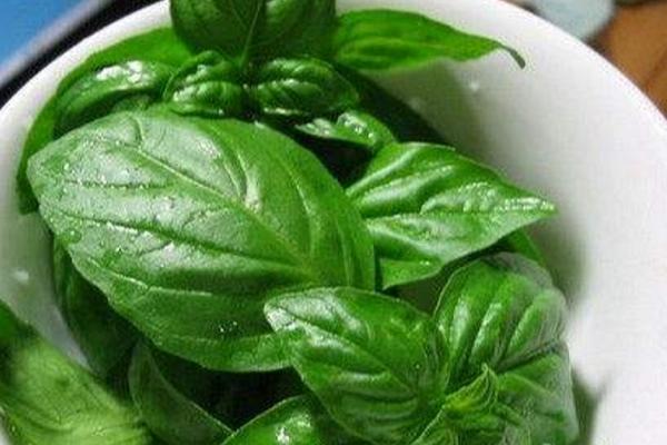 羅勒怎么種 羅勒種植方法與注意事項(xiàng)