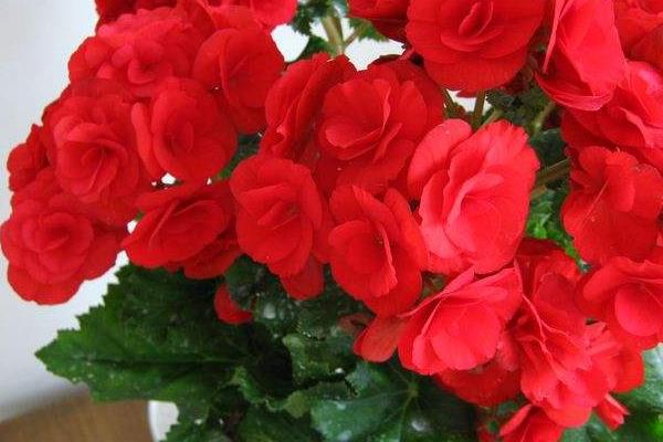 麗格海棠有毒嗎 麗格海棠能放在室內臥室嗎