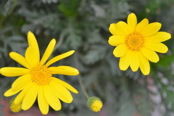 瑪格麗特種子市場價格多少錢一斤 瑪格麗特什么時候種