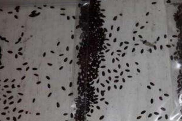 瑪格麗特種子市場價格多少錢一斤 瑪格麗特什么時候種