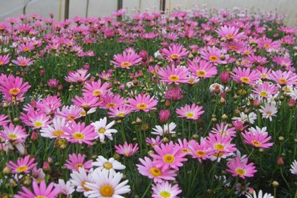 瑪格麗特種子市場價格多少錢一斤 瑪格麗特什么時候種