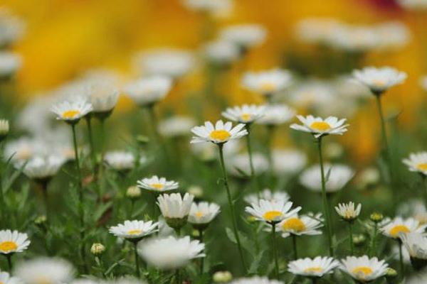 瑪格麗特種子市場價格多少錢一斤 瑪格麗特什么時候種