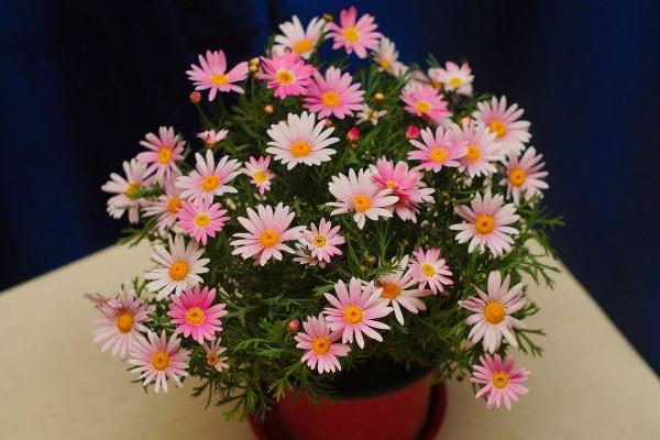 瑪格麗特種子市場價格多少錢一斤 瑪格麗特什么時候種