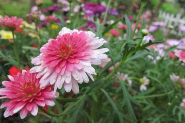 瑪格麗特種子市場價格多少錢一斤 瑪格麗特什么時候種