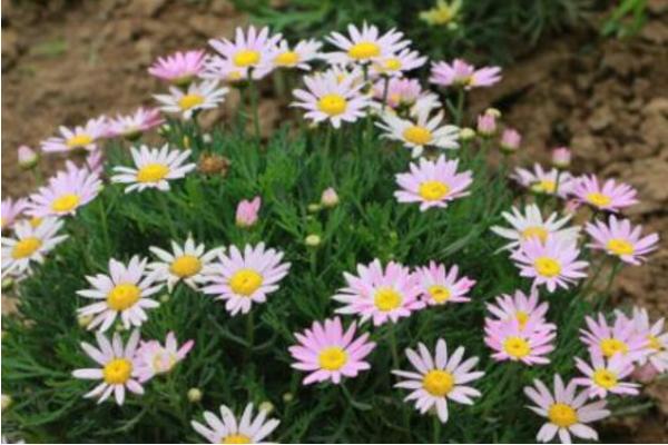 瑪格麗特種子市場價格多少錢一斤 瑪格麗特什么時候種