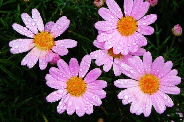 瑪格麗特種子市場價格多少錢一斤 瑪格麗特什么時候種