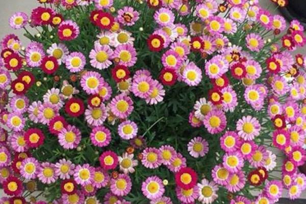 瑪格麗特種子市場價格多少錢一斤 瑪格麗特什么時候種