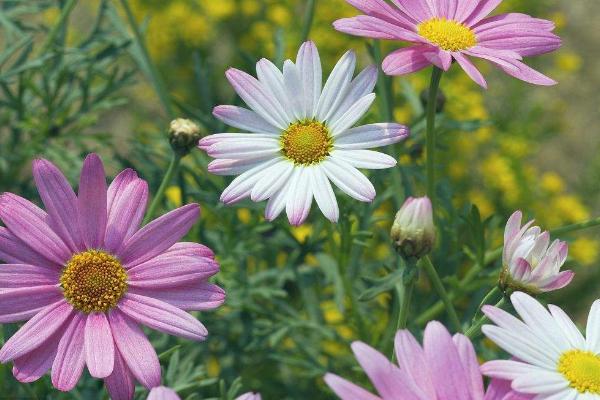 瑪格麗特花怎么澆水 瑪格麗特花冬天怎么養