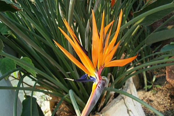 鶴望蘭吸甲醛嗎 鶴望蘭能凈化空氣嗎