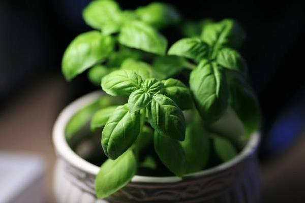 羅勒和荊芥的區別是什么 羅勒的功效和作用