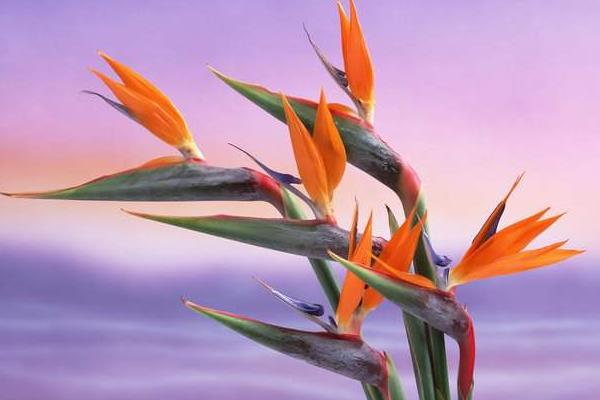 鶴望蘭吸甲醛嗎 鶴望蘭能凈化空氣嗎