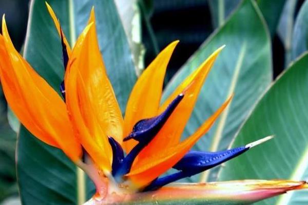 鶴望蘭吸甲醛嗎 鶴望蘭能凈化空氣嗎