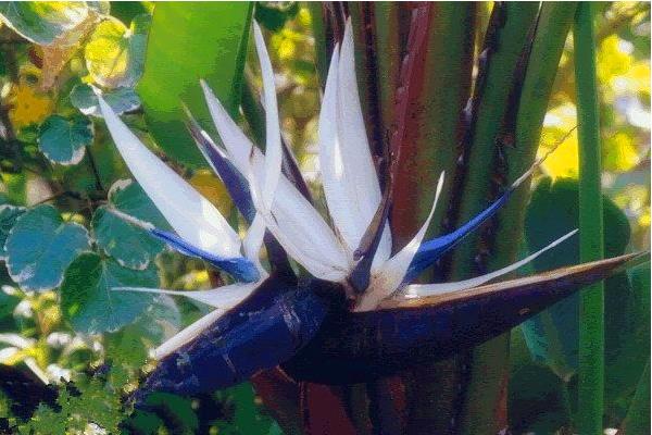 鶴望蘭吸甲醛嗎 鶴望蘭能凈化空氣嗎