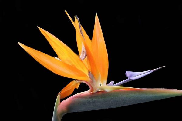 鶴望蘭吸甲醛嗎 鶴望蘭能凈化空氣嗎