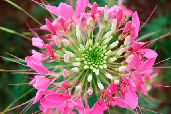 醉蝶花怎么種 醉蝶花種植方法與注意事項