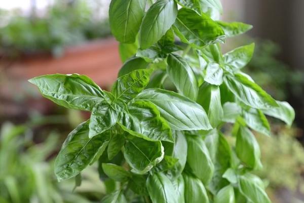 羅勒怎么種 羅勒種植方法與注意事項