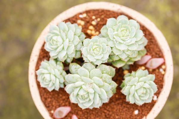 靜夜多肉每到夏天就死怎么辦（怎么度夏） 靜夜怎么砍頭（后續(xù)養(yǎng)護(hù)）