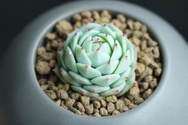 靜夜多肉每到夏天就死怎么辦（怎么度夏） 靜夜怎么砍頭（后續(xù)養(yǎng)護(hù)）