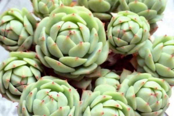 靜夜多肉每到夏天就死怎么辦（怎么度夏） 靜夜怎么砍頭（后續(xù)養(yǎng)護(hù)）