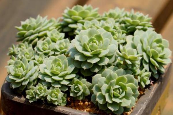 靜夜多肉每到夏天就死怎么辦（怎么度夏） 靜夜怎么砍頭（后續(xù)養(yǎng)護(hù)）