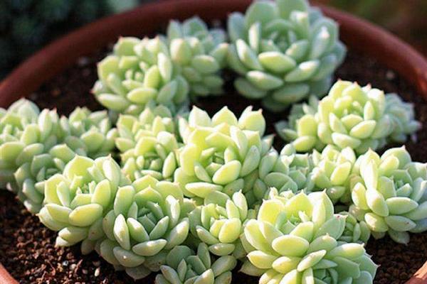 靜夜多肉每到夏天就死怎么辦（怎么度夏） 靜夜怎么砍頭（后續(xù)養(yǎng)護(hù)）