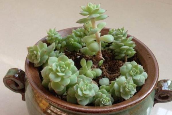 靜夜多肉每到夏天就死怎么辦（怎么度夏） 靜夜怎么砍頭（后續(xù)養(yǎng)護(hù)）