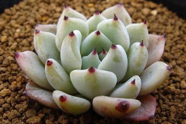 靜夜多肉每到夏天就死怎么辦（怎么度夏） 靜夜怎么砍頭（后續(xù)養(yǎng)護(hù)）