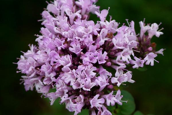 百里香怎么種 百里香的種植方法與注意事項