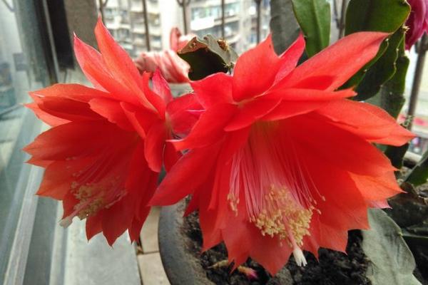 令箭荷花為什么一直不開花 家里養(yǎng)令箭荷花的好處