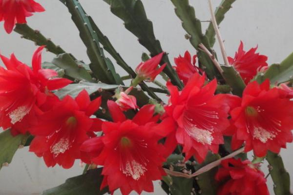 令箭荷花為什么一直不開花 家里養(yǎng)令箭荷花的好處