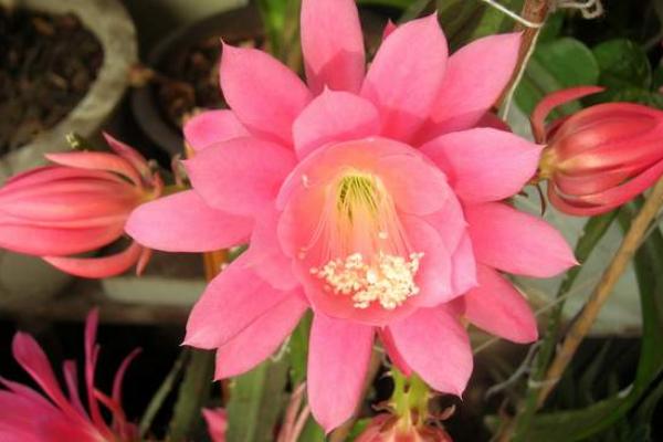 令箭荷花為什么一直不開花 家里養(yǎng)令箭荷花的好處