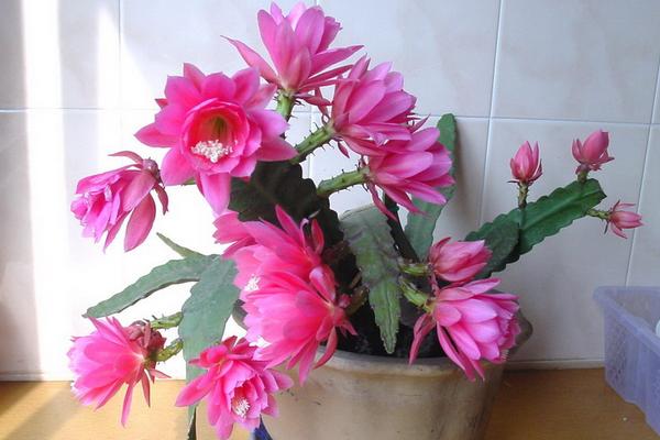 令箭荷花為什么一直不開花 家里養(yǎng)令箭荷花的好處