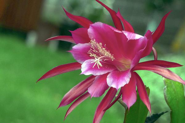 令箭荷花為什么一直不開花 家里養(yǎng)令箭荷花的好處