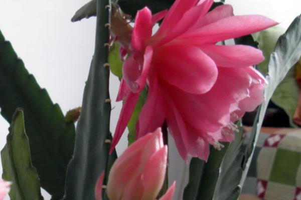 令箭荷花為什么一直不開花 家里養(yǎng)令箭荷花的好處