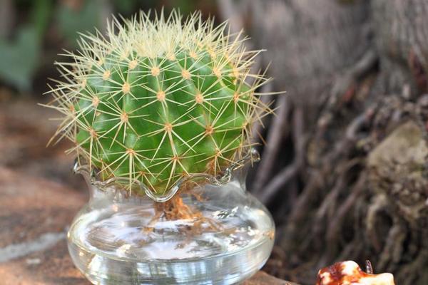 仙人球發(fā)黃了怎么辦