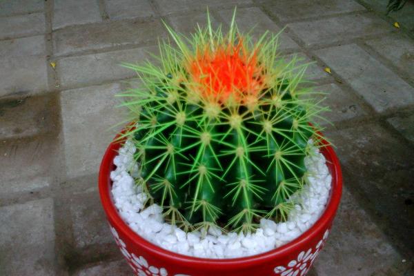 仙人球發(fā)黃了怎么辦