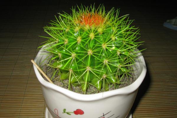 仙人球發(fā)黃了怎么辦