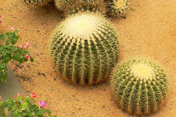 仙人球發(fā)黃了怎么辦