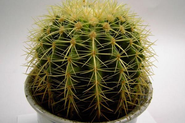 仙人球發(fā)黃了怎么辦