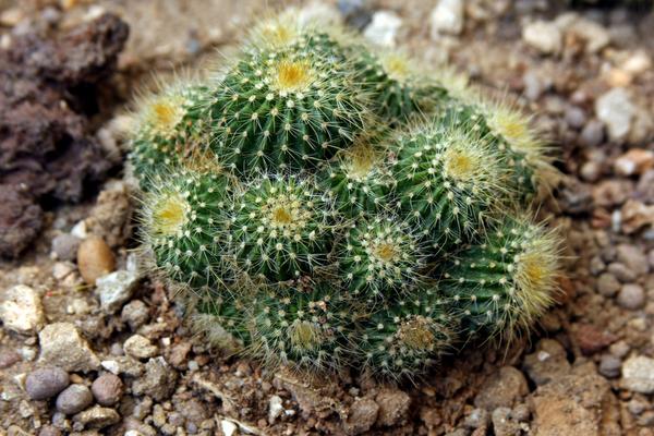 仙人球發(fā)黃了怎么辦