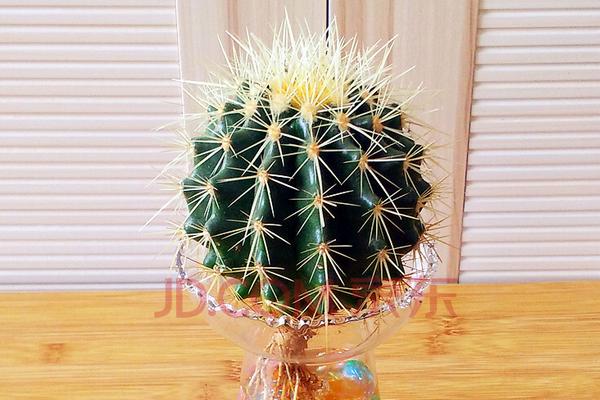 仙人球發(fā)黃了怎么辦