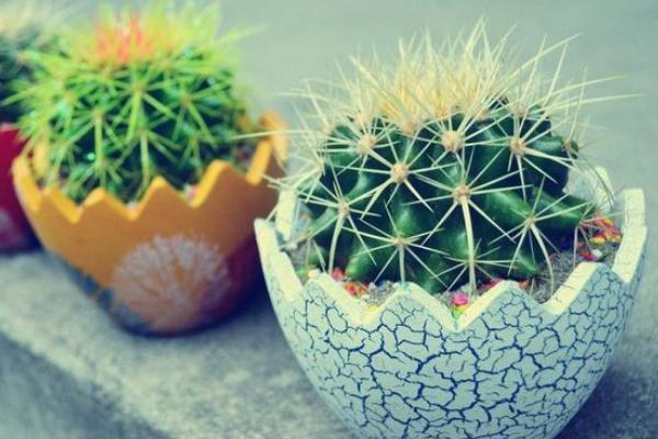 仙人球繁殖方法 仙人球如何播種