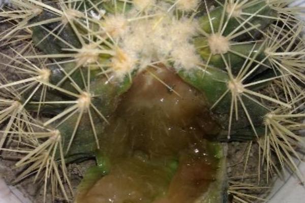 仙人球爛了怎么辦 仙人球澆水的方法技巧