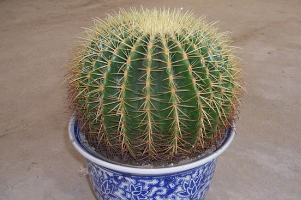 仙人球什么時候開花 仙人球怎么換盆