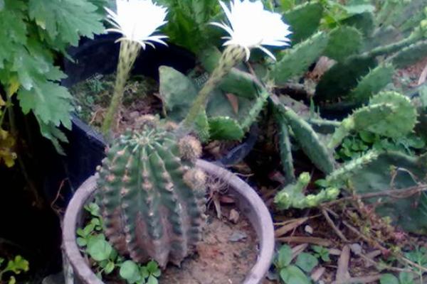 仙人球小盆栽市場價格多少錢一盆 仙人球怎么獲取種子