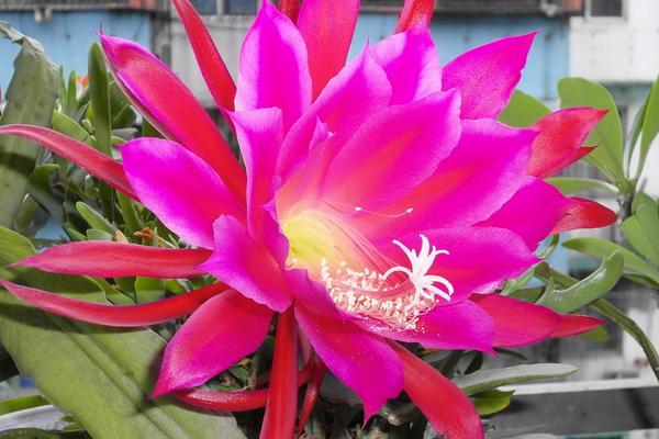 令箭荷花市場價格多少錢一株 令箭荷花怎么養(yǎng)殖