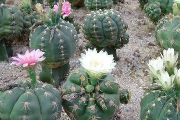 仙人球小盆栽市場價格多少錢一盆 仙人球怎么獲取種子