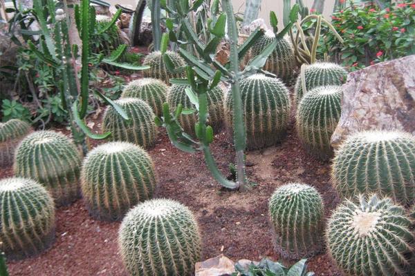 仙人球小盆栽市場價格多少錢一盆 仙人球怎么獲取種子