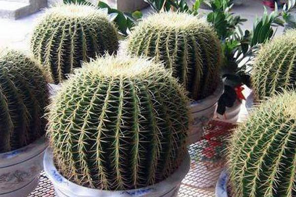 仙人球小盆栽市場價格多少錢一盆 仙人球怎么獲取種子